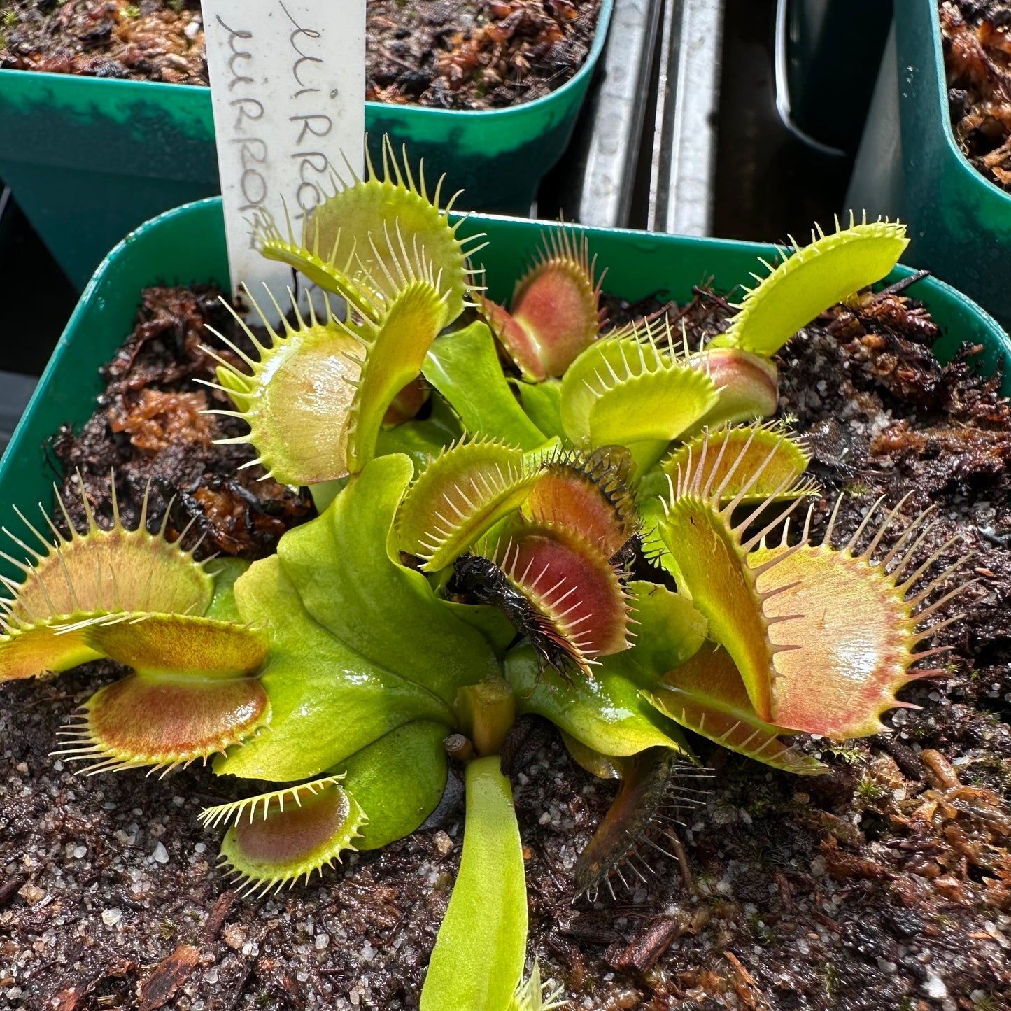 Dionaea muscipula - Venus Flytrap - 'Mirror x Mirror' - Rooted Division - JH