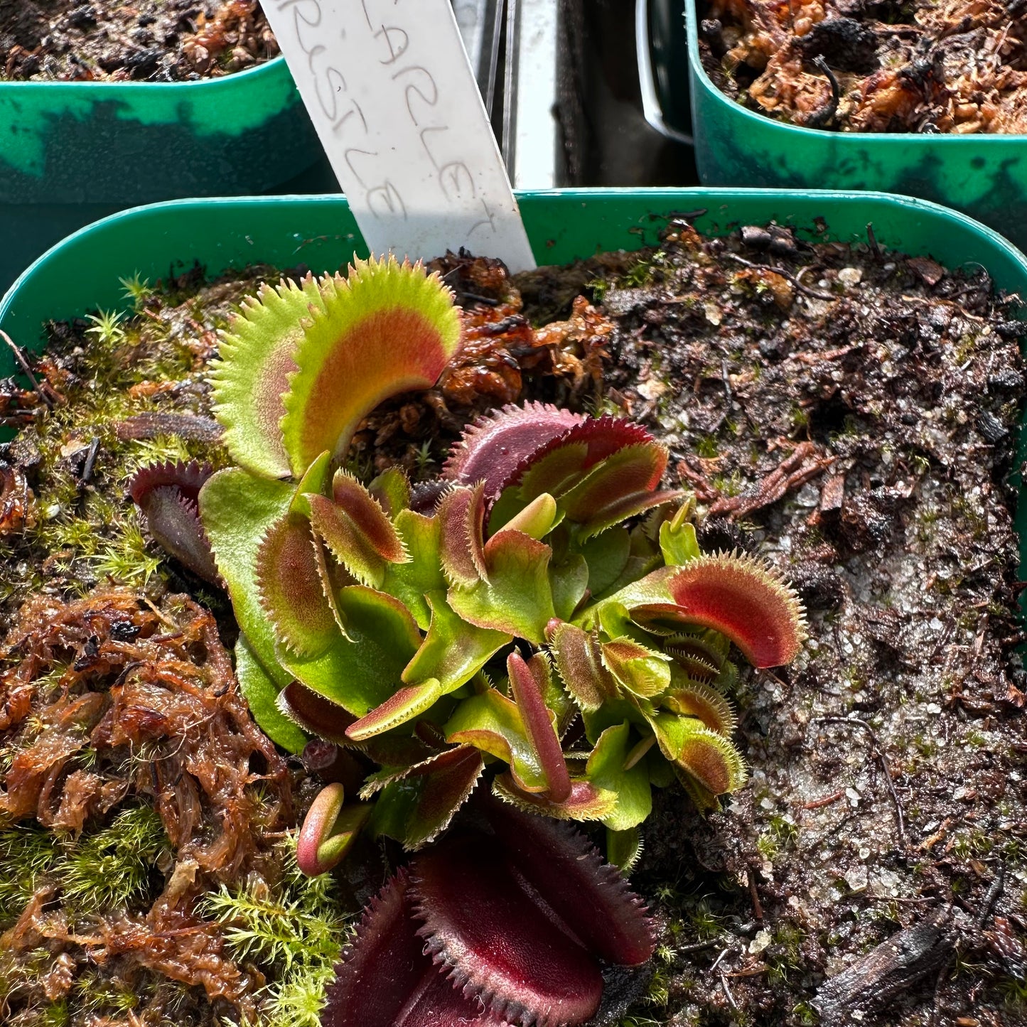 Dionaea muscipula - Venus Flytrap - 'Scarlet Bristle' - Rooted Division - JH