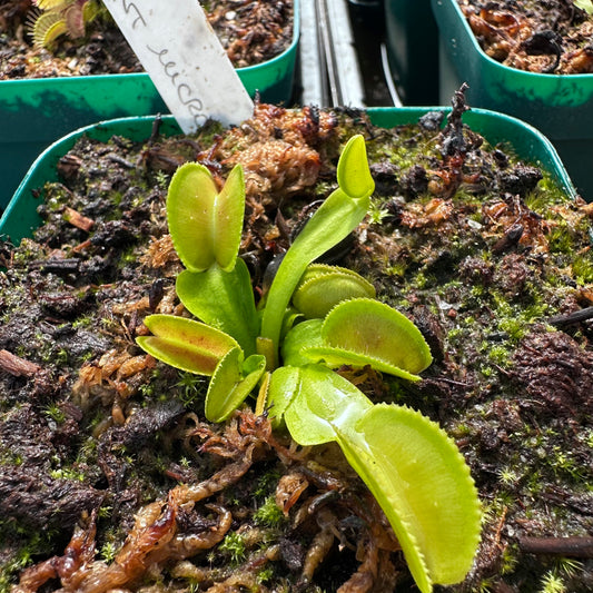 Dionaea muscipula - Venus Flytrap - 'Giant Microdente' - Rooted Division - JH