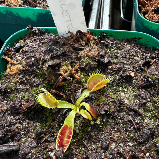 Dionaea muscipula - Venus Flytrap - 'Stiletto' - Rooted Division - JH