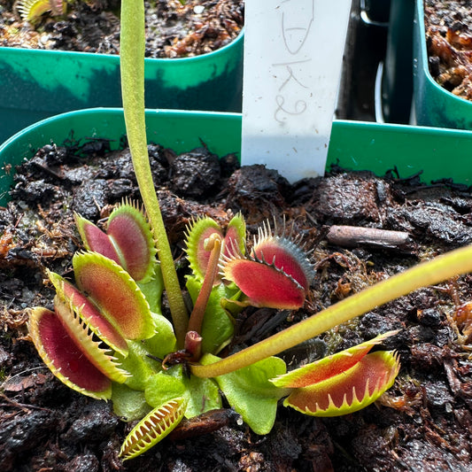 Dionaea muscipula - Venus Flytrap - 'TDK2' - Rooted Division - JH