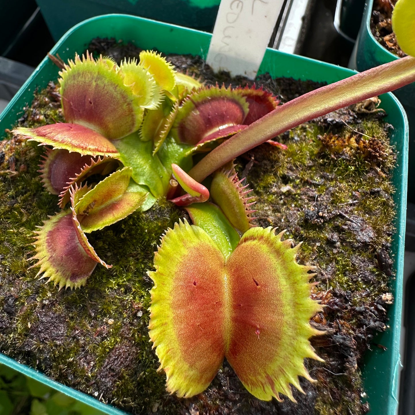 Dionaea muscipula - Venus Flytrap - 'SL Seedling' - Rooted Division - JH