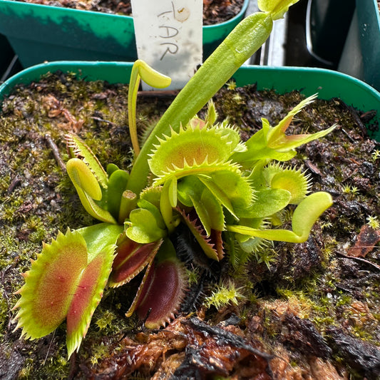 Dionaea muscipula - Venus Flytrap - 'Star' - Rooted Division - JH