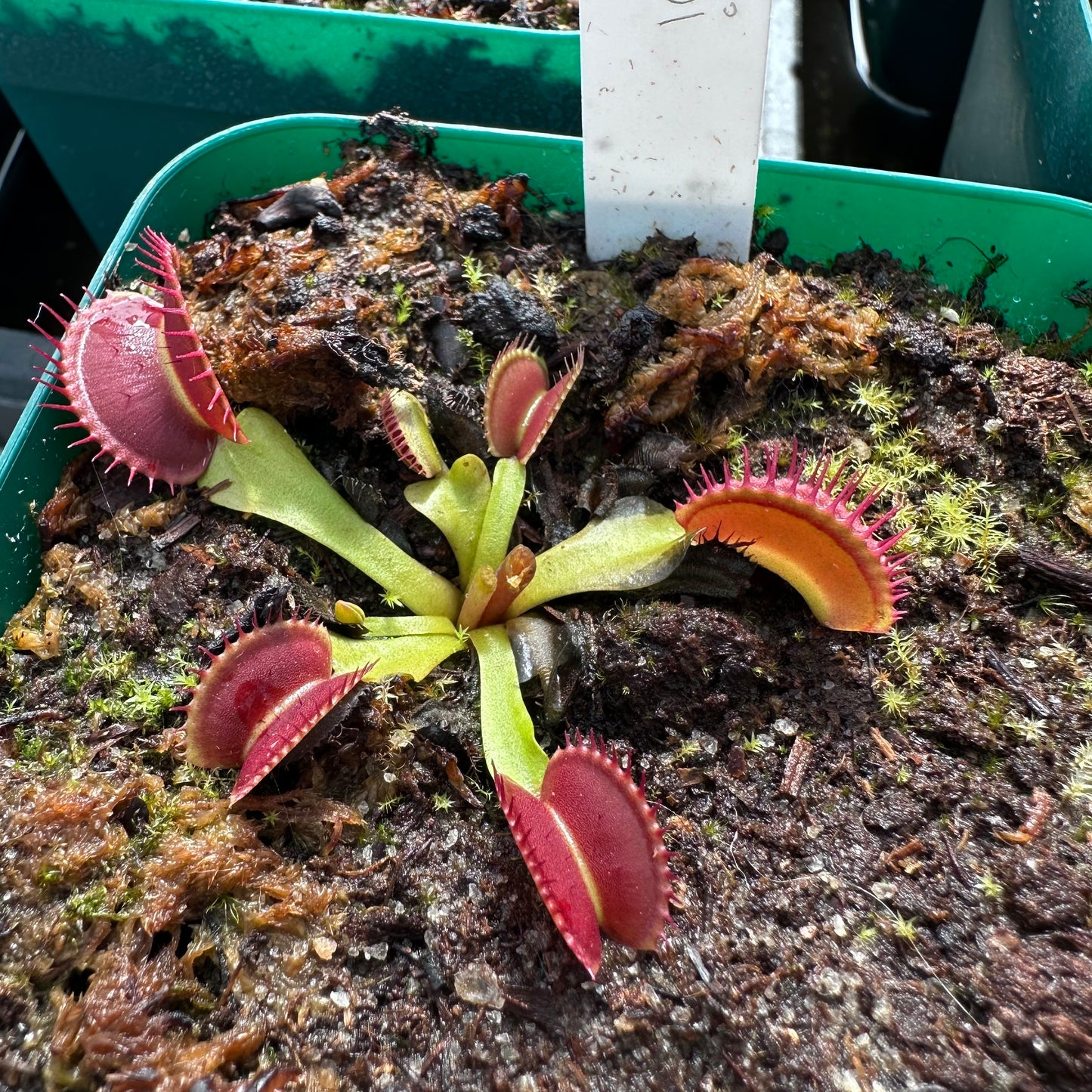 Dionaea muscipula - Venus Flytrap - 'Koi' - Rooted Division - JH