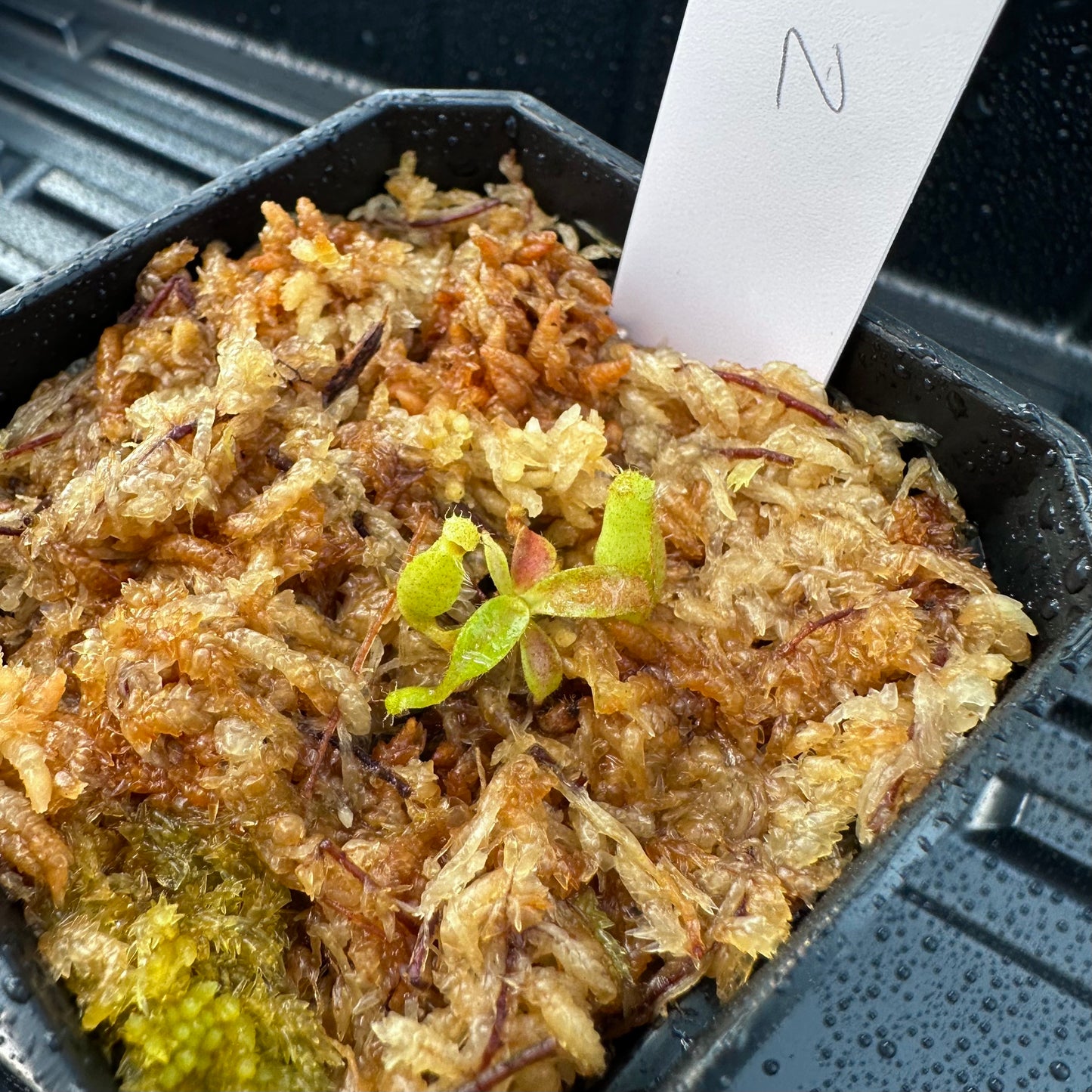 Nepenthes maxima Wavy - Seed Grown Plant #2
