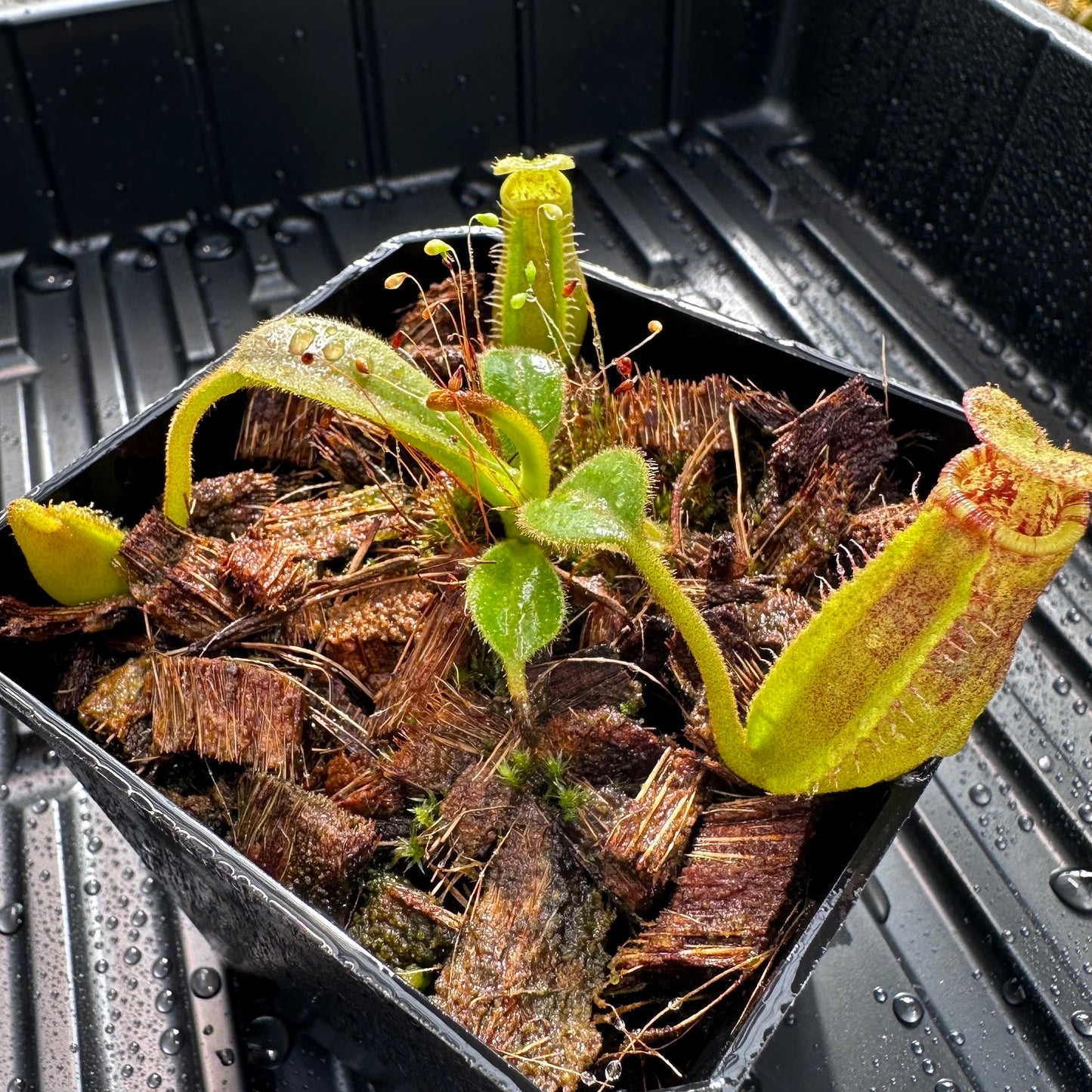 Nepenthes (lowii x x Tiveyi) x (platychila x lowii) - Seed Grown Plant #12 - David S