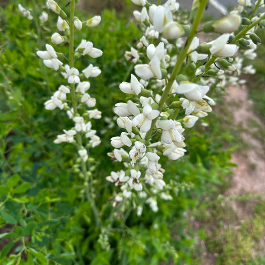 Baptisia alba - White Wild Indigo - 30+ Seeds