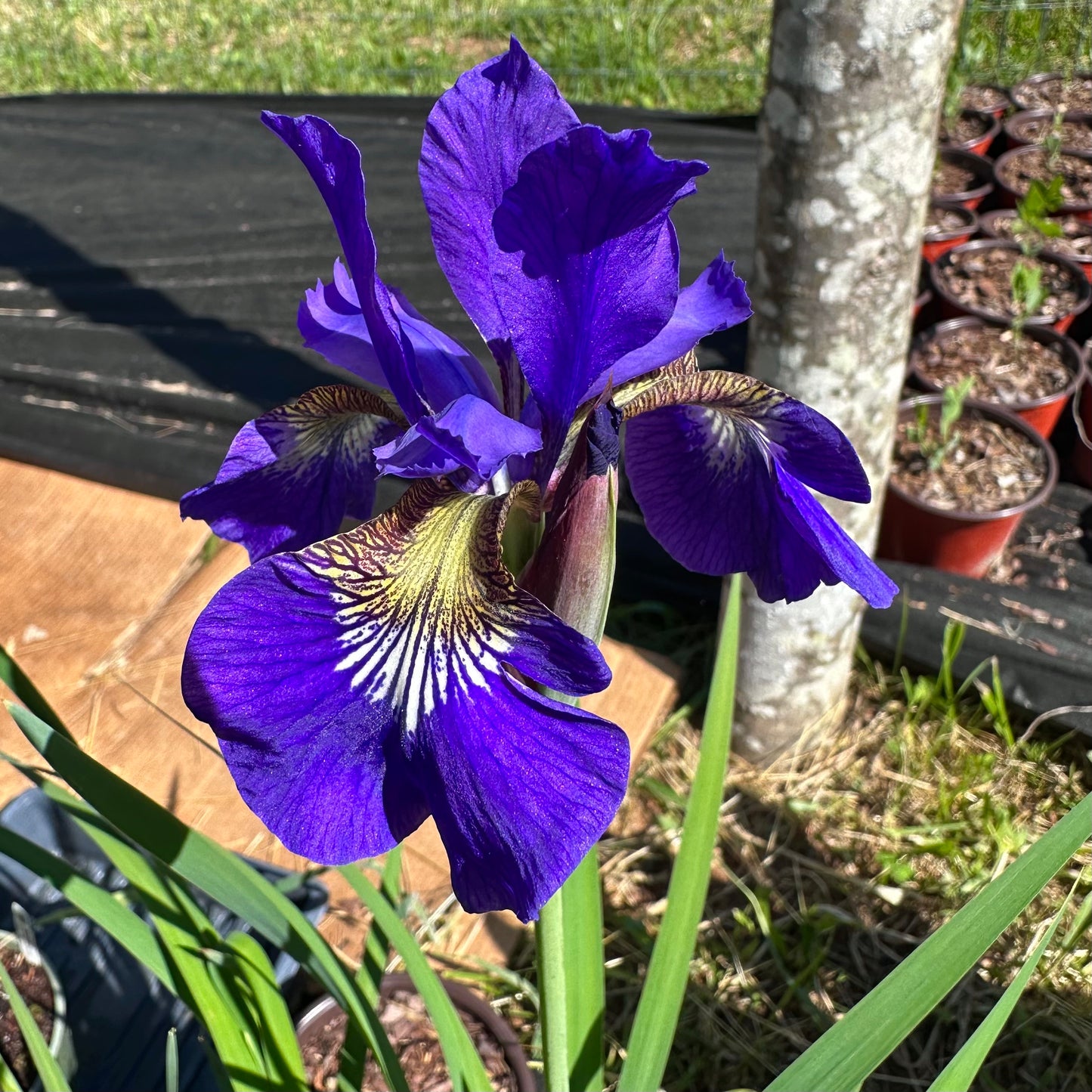 Iris prismatica - Slender Blue Iris - Southern Ecotype - Rooted Division