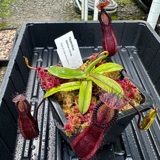Nepenthes diabolica x hamata - Clone 1 - AW