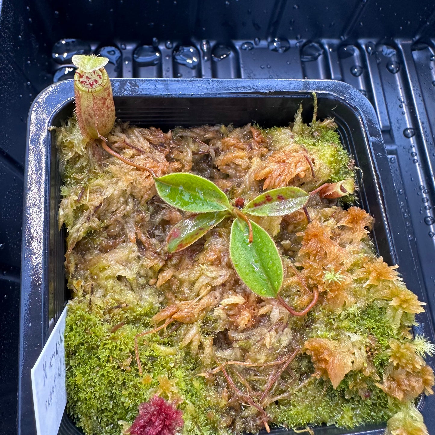 Nepenthes attenboroughii - Seed Grown Plant - Mt Victoria - JH