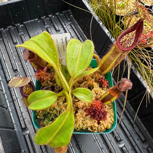 Nepenthes eymae - Clone 8 - Sulawesi - AW