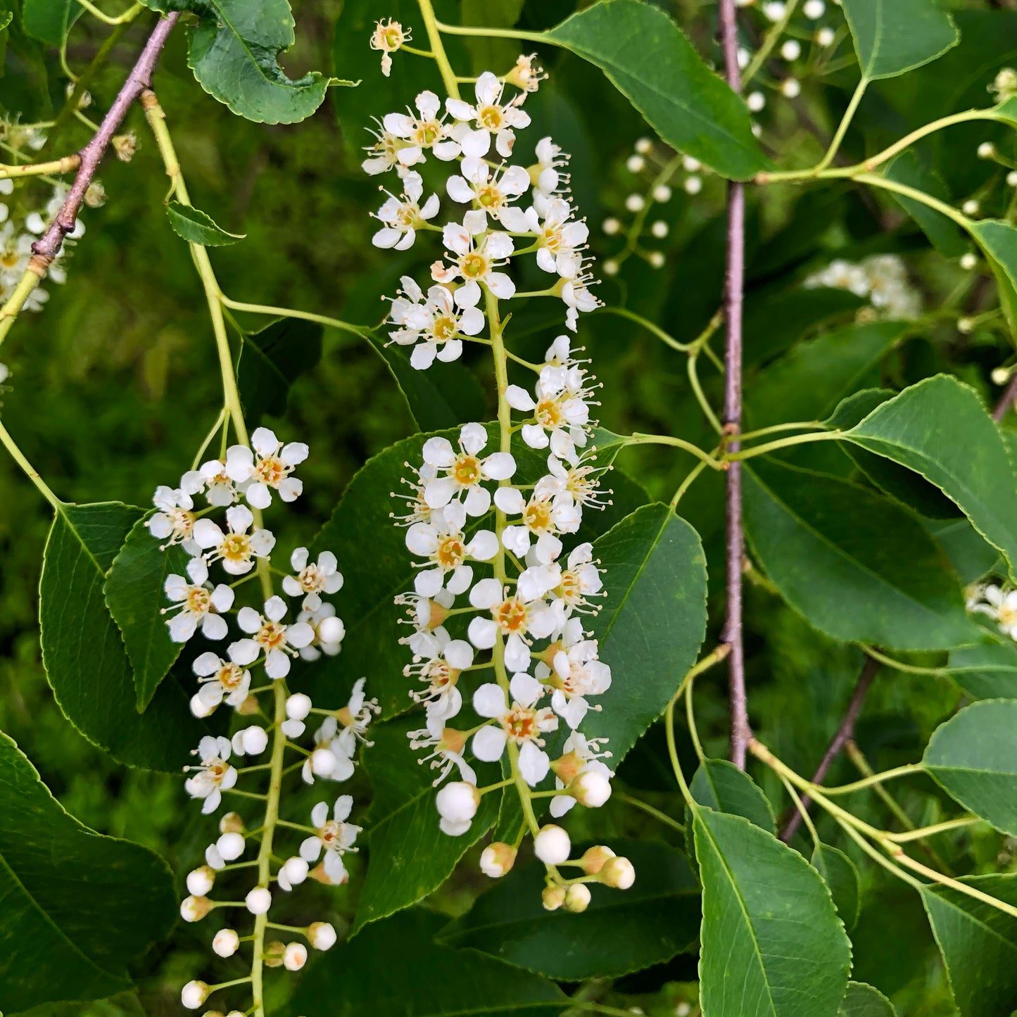 Prunus serotina - Black Cherry Tree - Seedling