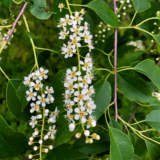 Prunus serotina - Black Cherry Tree - Seedling