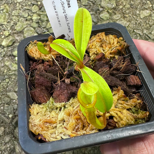 Nepenthes inermis - Wistuba Clone 10 - Custom item for Jsampa4