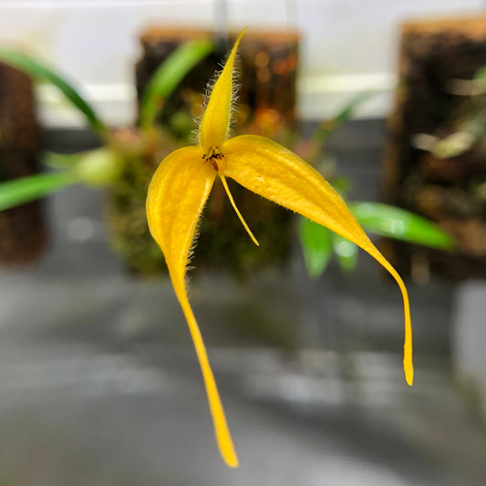 Bulbophyllum championii - Mounted Miniature Orchid - Red x Yellow LA