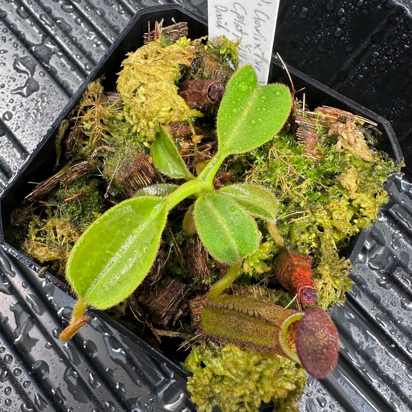 Nepenthes (lowii x x Tiveyi) x (platychila x lowii) - Seed Grown Plant - DS