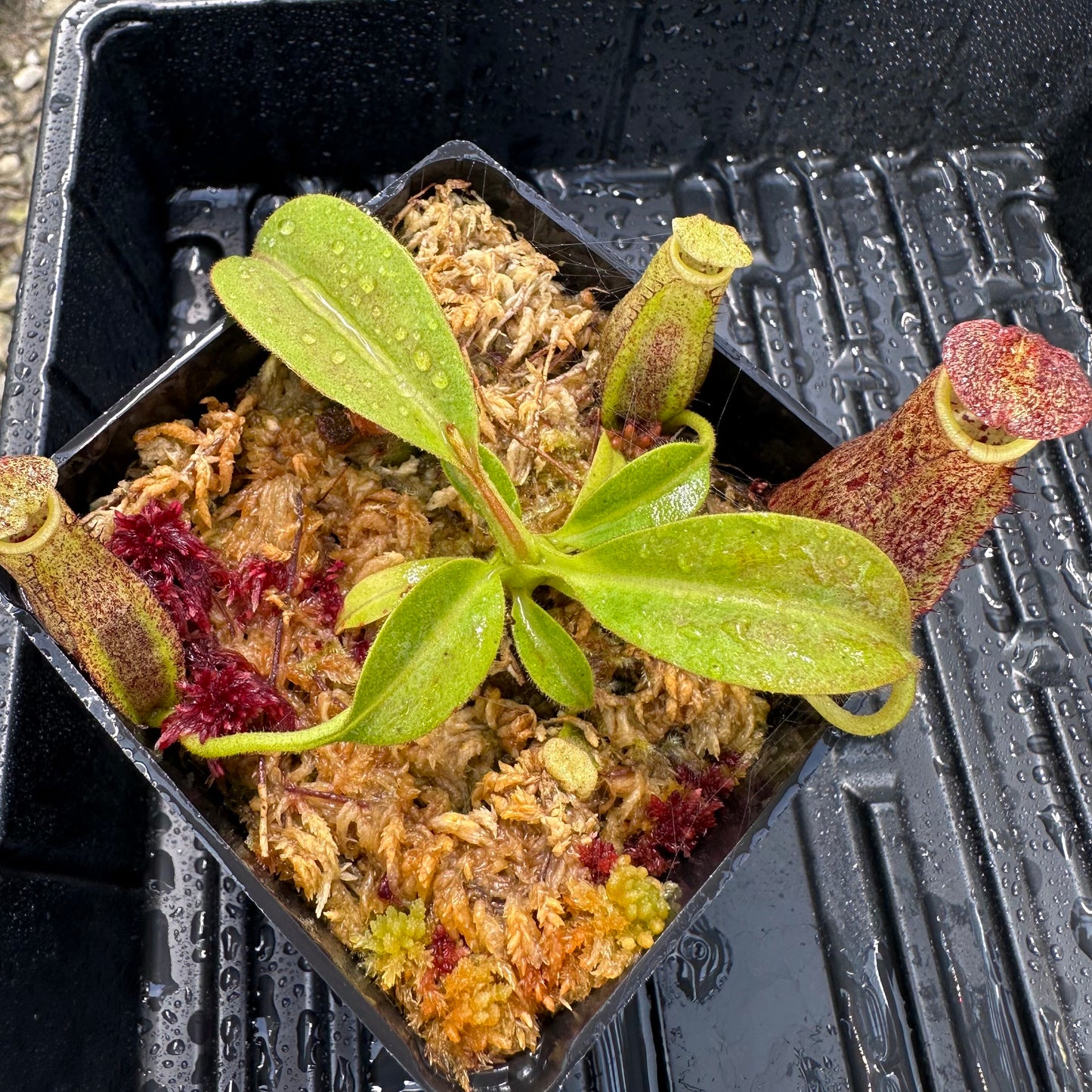 Nepenthes eymae - Lumut - EP Horticultural