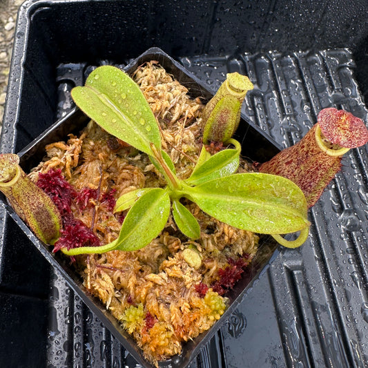 Nepenthes eymae - Lumut - EP Horticultural