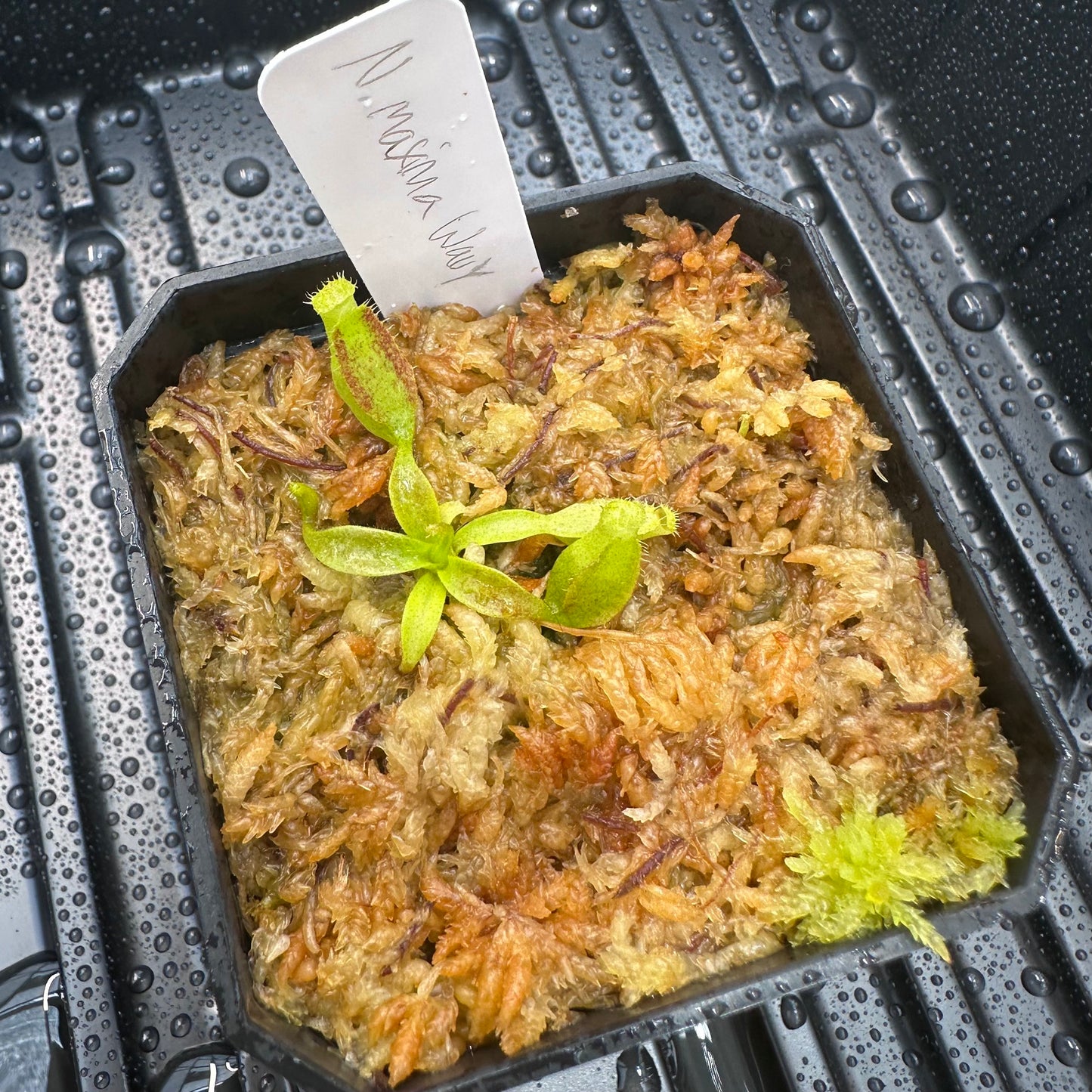 Nepenthes maxima Wavy - Seed Grown Plant