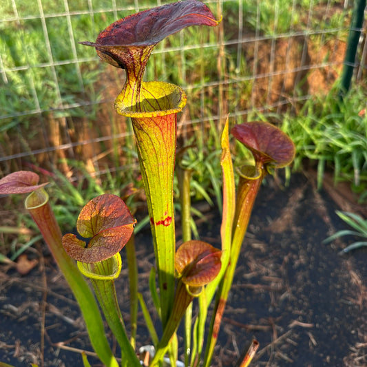 Sarracenia flava var. cuprea - 'Lois Clone' - Rooted Division - MW
