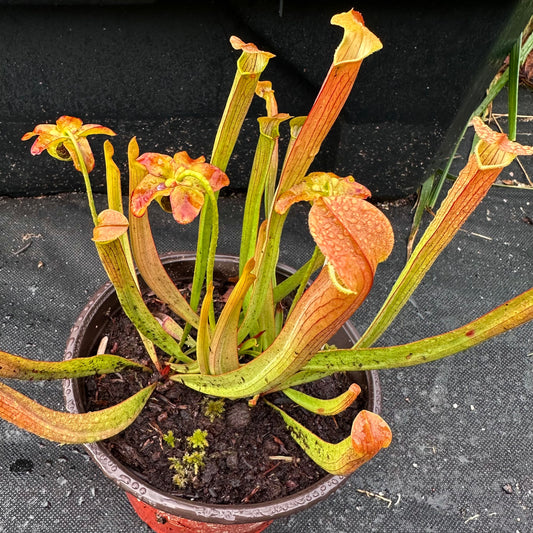 Sarracenia rubra subsp. wherryi - Mowed Lawn Clone - Washington Co, AL. - Rooted Division