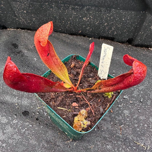 Sarracenia x Swaniana - Rooted Division