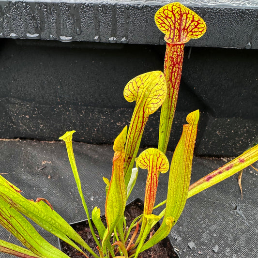 Sarracenia x Popei - Rooted Division