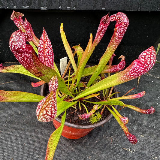 Sarracenia x Wrigleyana - Rooted Division