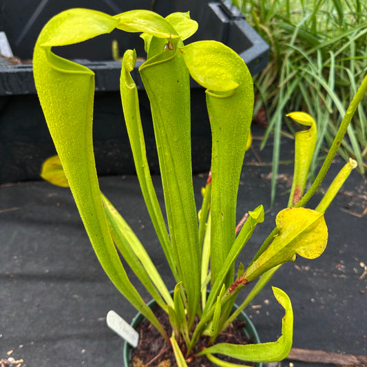 Sarracenia flava x minor - Rooted Division