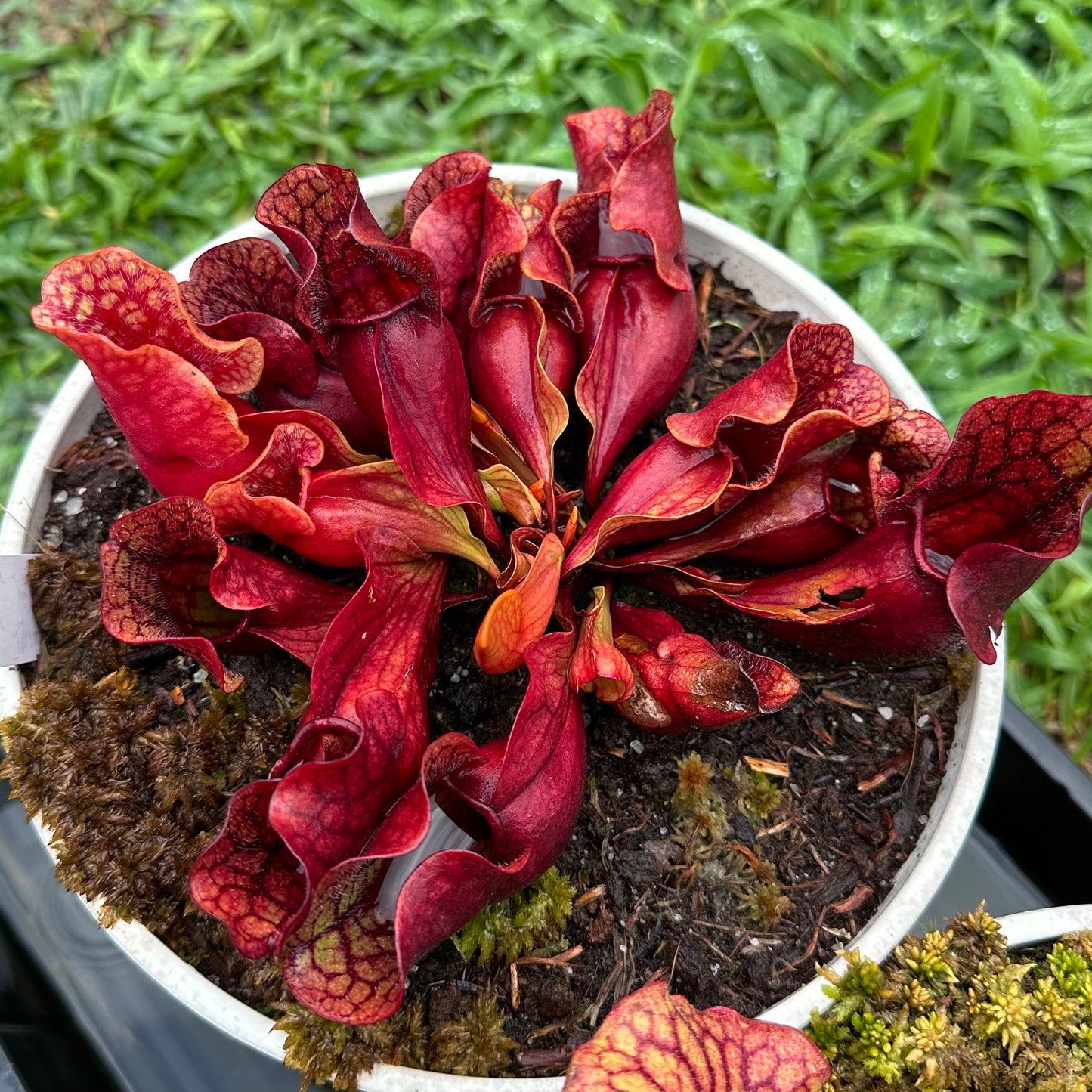 Sarracenia purpurea var. venosa - Tattnall Co, GA. - Rooted Division