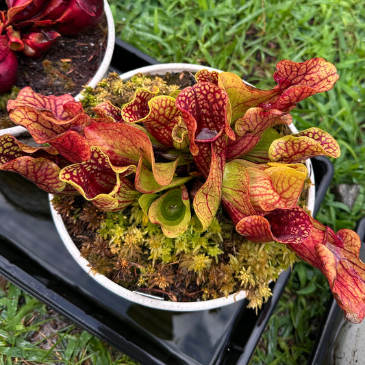 Sarracenia purpurea var. venosa - Montgomery Co, NC. - Rooted Division - MW