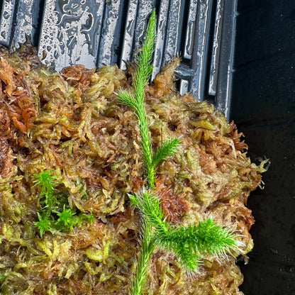 Lycopodium clavatum - Stag-horn Clubmoss - Rooted Cutting