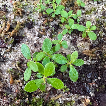 Rhododendron calendulaceum - Flame Azalea - Rabun County, GA Ecotype - Seedling