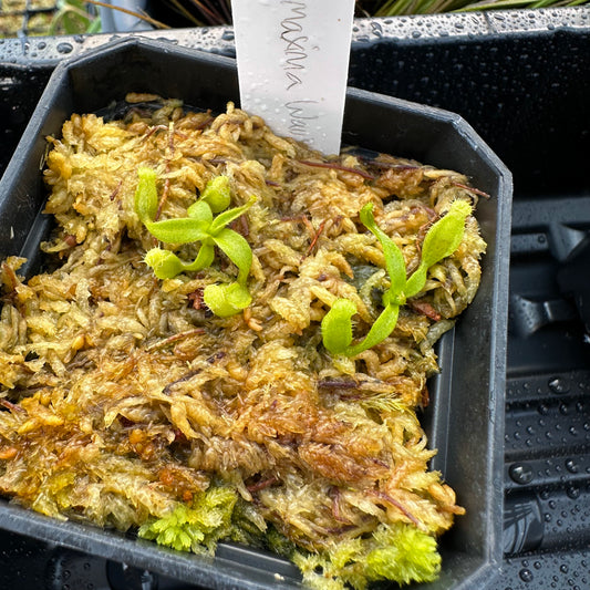 Nepenthes maxima Wavy - Seed Grown Plant
