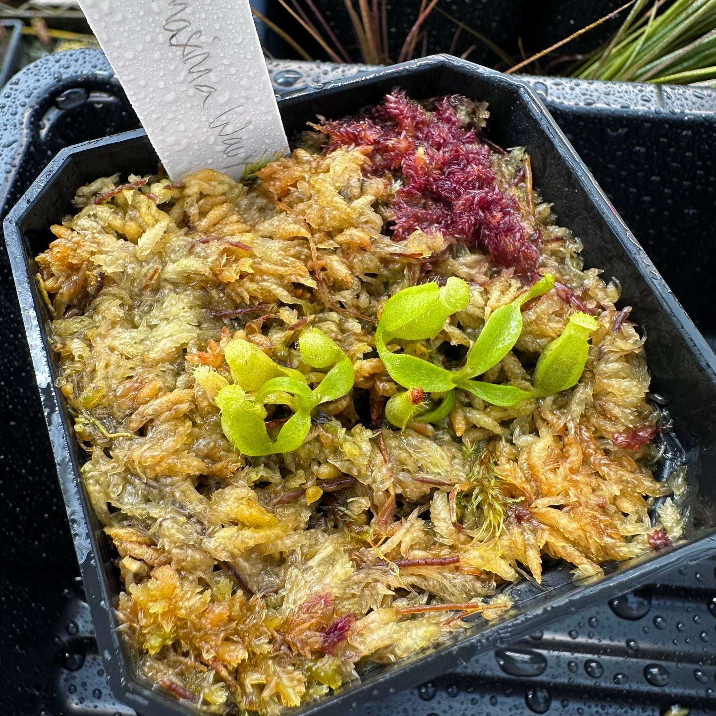Nepenthes maxima Wavy - Seed Grown Plant