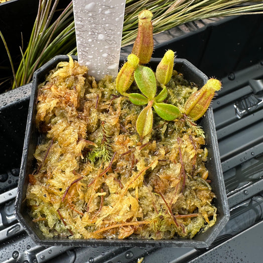 Nepenthes [(LVB)] 'Red Ruffled' x veitchii 'Candy Dreams'- Seed Grown Plant