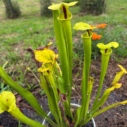 Sarracenia flava var. rugelii - Clone 2 - Defuniak Springs, FL. - Rooted Division - MW