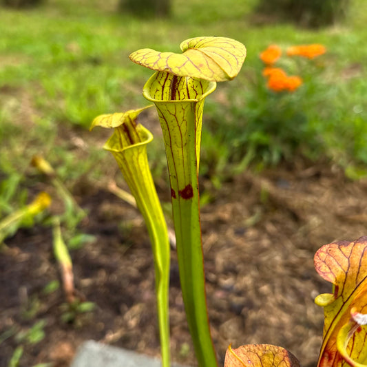 Sarracenia flava var. cuprea - Clone A - Brunswick Co, NC. Rooted Division - MW