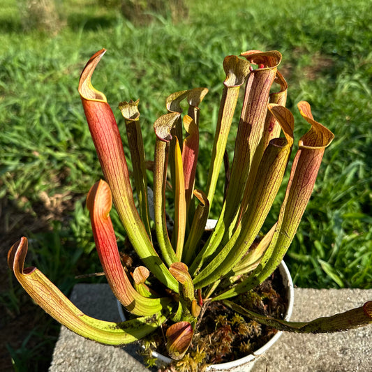 Sarracenia rubra subsp. viatorum - Emanuel Co, GA. - Rooted Division - MW