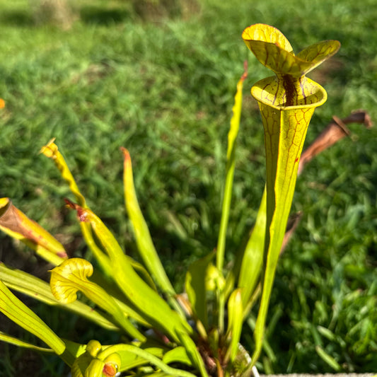 Sarracenia flava var. flava - Duplin Co, NC. - Rooted Division - MW