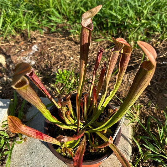 Sarracenia rubra subsp. rubra - Berkeley Co, SC. - Rooted Division