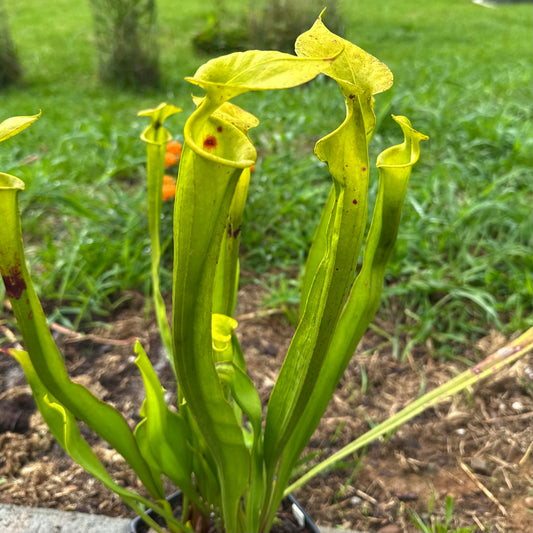 Sarracenia flava var. flava - Ocean Co, NJ. Naturalized - Rooted Division