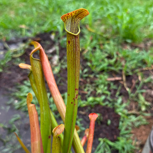 Sarracenia rubra subsp. rubra - Onslow Co, NC. - Rooted Division