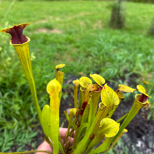 Sarracenia flava - 'Killer 2.0' - Okaloosa Co, FL. - Rooted Division - MW