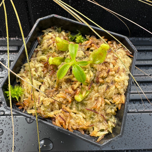 Nepenthes maxima Wavy x veitchii 'Candy Dreams' - Seed Grown Plant