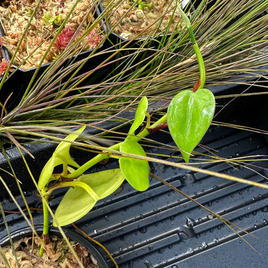 Philodendron lupinum - Rooted Aroid - South America