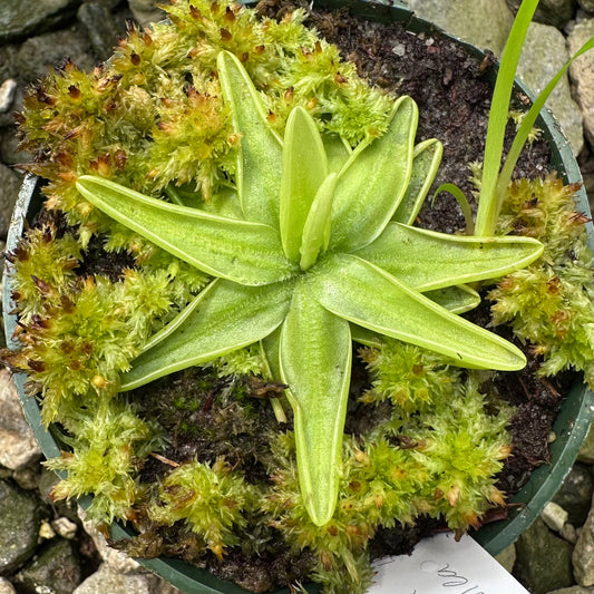 Pinguicula caerulea - Blue Butterwort - Exact Plant