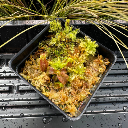 Nepenthes veitchii ('Orange' x 'Candy Dreams') - Seed Grown Plant