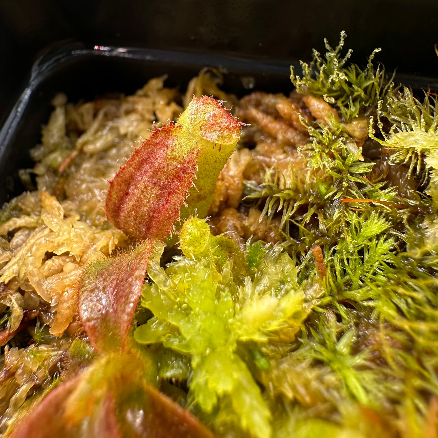 Nepenthes veitchii ('Orange' x 'Candy Dreams') - Seed Grown Plant