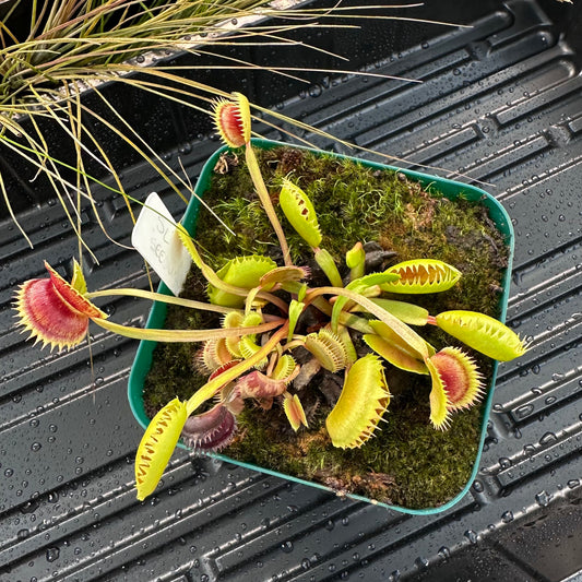Dionaea muscipula - Venus Flytrap - SL Seedling - Exact Division